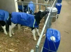 JESMARY - Áo giữ ấm cho bò con – Giải pháp khoa học giúp bê con phát triển khỏe mạnh