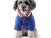 JESMARY - Export-Quality Pet Clothes - Asserting Their Position in the International Market