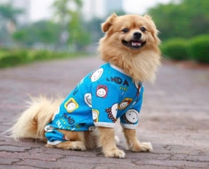 JESMARY - Export-Quality Pet Clothes – A Leading Product in the Pet Industry
