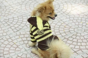 JESMARY - Export-Quality Pet Clothes – The Perfect Choice for Pet Owners