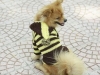 JESMARY - Successful Business Experience in Pet Clothing Export