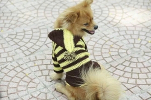 JESMARY - Successful Business Experience in Pet Clothing Export