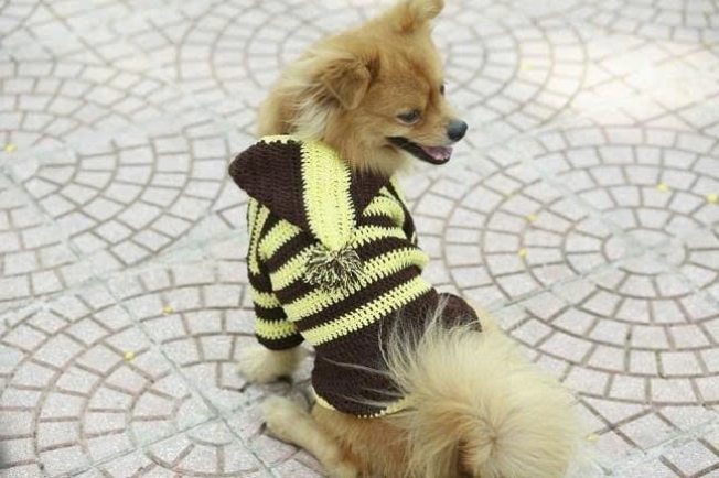 JESMARY - Successful Business Experience in Pet Clothing Export