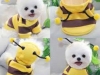 JESMARY - Pet Clothing Export – A New Trend in the Global Market